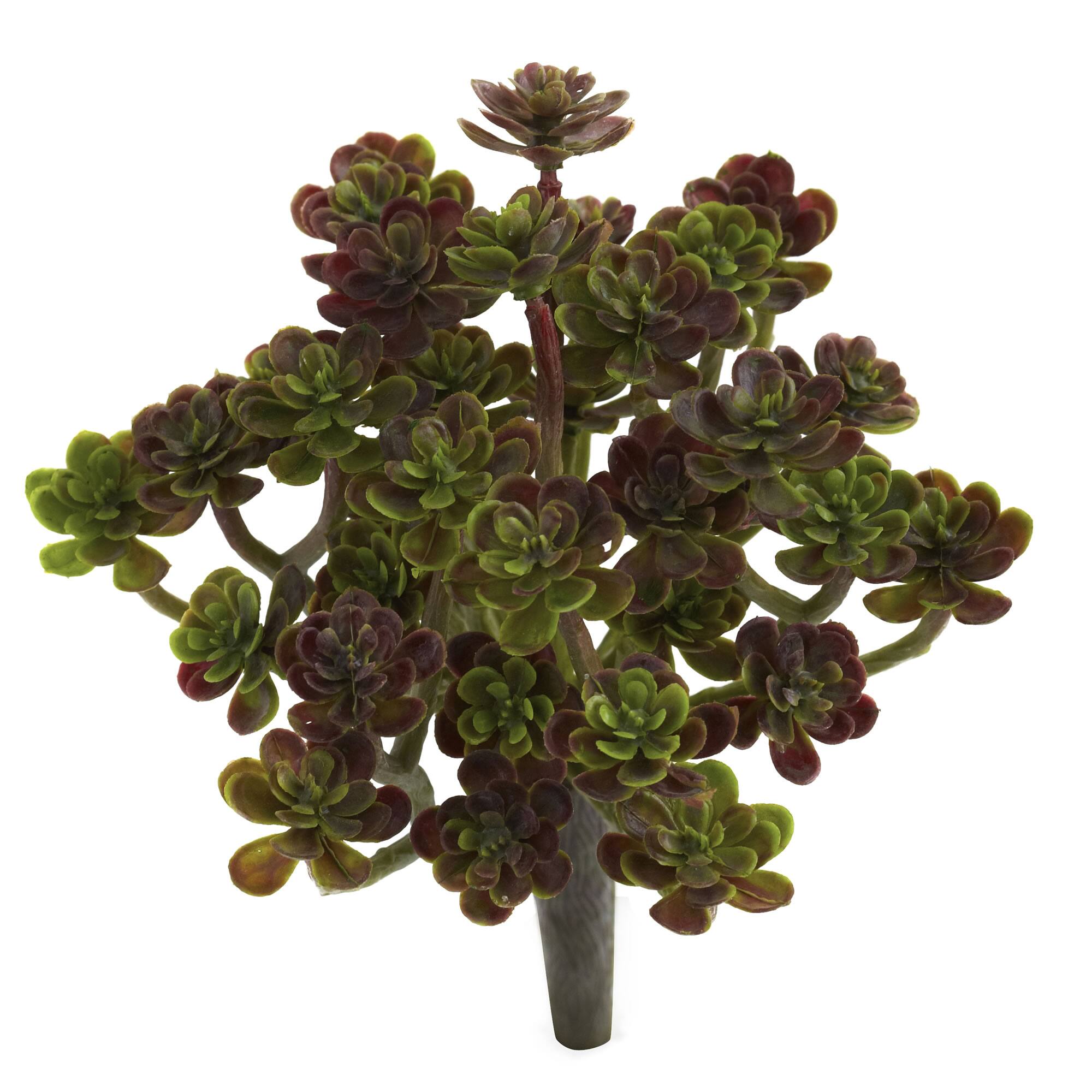 Sedum Succulent Plant, 8ct.